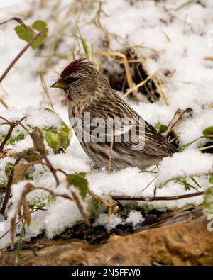 Rote Umfrage in der Wintersaison auf Schnee mit seitlichem Blick auf die Umgebung und den Lebensraum der Umgebung. Finch-Familiengruppe. Stockfoto