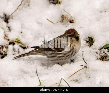 Rote Umfrage in der Wintersaison auf Schnee mit seitlichem Blick auf die Umgebung und den Lebensraum der Umgebung. Finch-Familiengruppe. Stockfoto