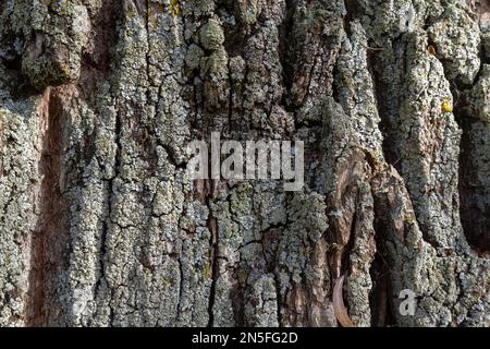 Nahaufnahme. GreenShield foliose White Tube bone Pillow lichen Parmeliaceae Family Hypogymnia Physodes, die auf Rindenkoniferen im Wald wachsen. Sy Stockfoto