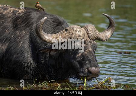 Nahaufnahme von Cape Buffalo, der Flussgras kaut Stockfoto