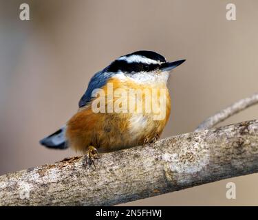 Nuthatch hoch oben auf einem Zweig mit verwischtem Hintergrund in seiner Umgebung und Umgebung. Nacktschmuck Rotbrustporträt. Foto. Bild. Stockfoto