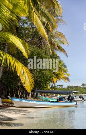 Starfish Beach, Bocas del Toro, Panama Stockfoto