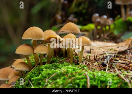 Pilzgruppe Kuehneromyces mutabilis an einem Baumstumpf. Stockfoto