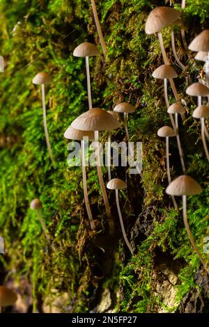 Pilze Mycena galopus wächst auf grünem Moos im Wald. Stockfoto