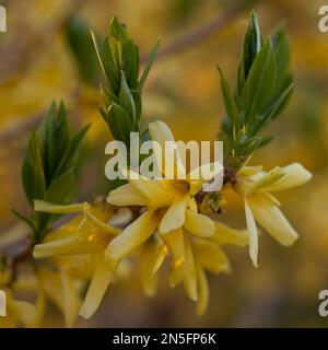 Forsythienblüten mit winzigen gelben Blumen und grünen Blüten an einem Frühlingstag in St. Croix Falls, Wisconsin, USA. Stockfoto