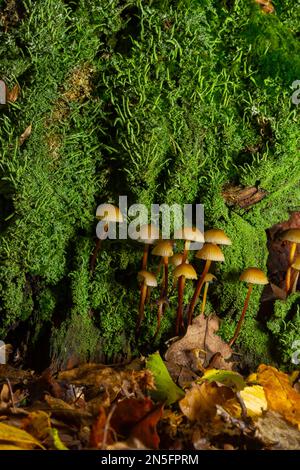 Mycena inclinata Pilz auf altem Baumstumpf. Die Gruppe der braunen kleinen Pilze auf dem Baum. Ungenießbarer Pilz mycena. Selektiver Fokus. Stockfoto