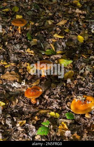 Eine Nahaufnahme von Cortinarius triumphans, in einer natürlichen Umgebung vor dem Hintergrund des Waldes. Stockfoto