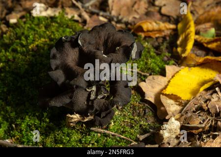 Schwarzer Trompetenpilz, Horn of Plenty, Caterellus cornucopioides, in üppigem Moos im Wald. Stockfoto