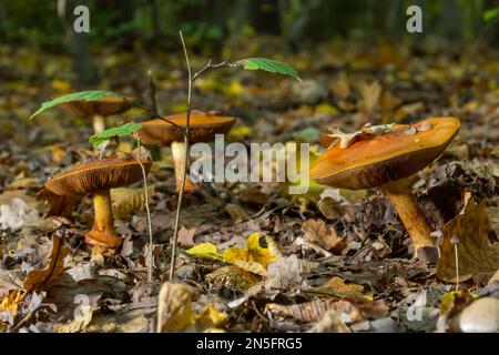 Eine Nahaufnahme von Cortinarius triumphans, in einer natürlichen Umgebung vor dem Hintergrund des Waldes. Stockfoto