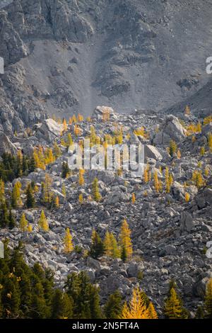 Rocky Mountain aus nächster Nähe mit Bäumen, die an sonnigen Tagen wachsen. Felshügel in einer ländlichen Landschaft mit Waldbalg. Stockfoto