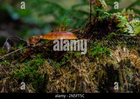 Gymnopilus penetrans, bekannt als Common Rustgill, Pilze. Stockfoto