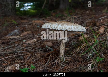 Macrolepiota procera oder Lepiota procera Pilze, die im Herbstwald wachsen, aus nächster Nähe. Schönheit mit langem, schlankem Bein mit Gleitring und großem schuppigen h Stockfoto