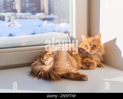Süße Ingwerkatze entspannt. Das pelzige Haustier ließ sich bequem auf dem Fensterbrett nieder. Pelziges Haustier im Sonnenlicht. Wintersaison in einem gemütlichen Haus. Stockfoto