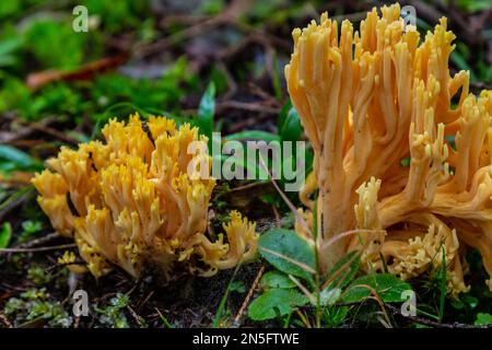 Gelber essbarer Korallenpilz Ramaria flava Pilz im Wald, Nahaufnahme. Stockfoto