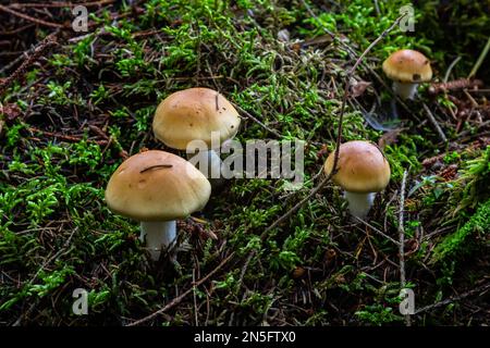 Hygrophorus olivaceoalbus, bekannt als Olivenwachskappe, Wildpilze. Stockfoto