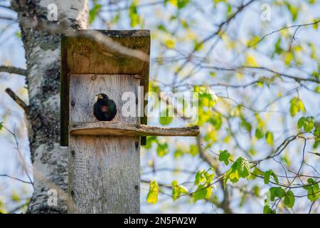 Starling Vogel ( Sturnus vulgaris ) bringt Wurm in die hölzerne Nistbox im Baum. Vogelfütterung Kinder in Holz Vogelhaus hängen an der Birke Stockfoto