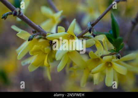 Forsythia-Zweig gelber Blüten, die im Frühling blühen; in St. Croix Falls, Wisconsin, USA. Stockfoto