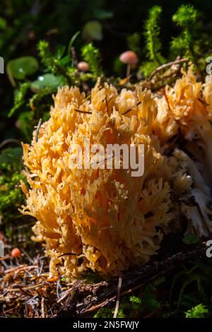 Gelber essbarer Korallenpilz Ramaria flava Pilz im Wald, Nahaufnahme. Stockfoto