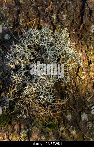Eine Nahaufnahme der Cladonia rangiferina, auch bekannt als Rentierflechten. Stockfoto