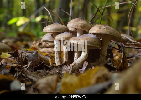 Kleine Gassy Webcap, Cortinarius traganus, giftige Pilze in Waldnahaufnahmen, selektiver Fokus, flacher Freiheitsgrad. Stockfoto