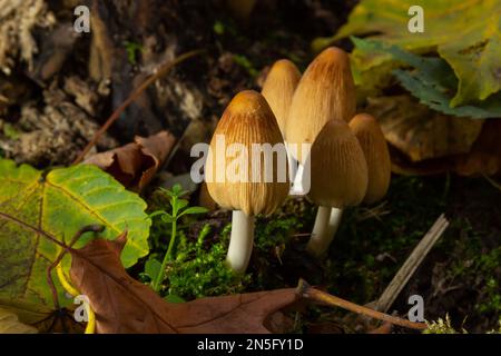 Coprinellus micaceus wächst auf verrottetem Stumpf. Viele kleine Glimmerpilze in einem Herbstwald. Gruppe von glänzenden Kappenpilzen mit Kappen in vielen Schattierungen von Stockfoto