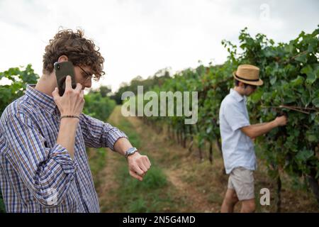 Zwei Kollegen von den Winzern im Weinberg, einer telefonierte, der andere schaute nach den Traubensträngen. Stockfoto