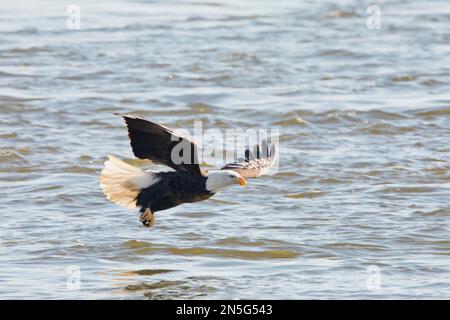 Weißkopfseeadler angeln, an einem Wintertag in der Nähe des Mississippi River in Davenport, Iowa, fliegen Stockfoto