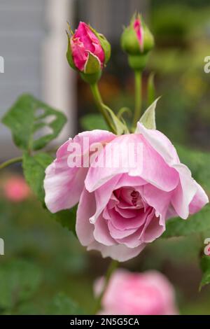 Vertikale Nahaufnahme einer pinkfarbenen Rose mit leuchtenden Knospen im Garten an sonnigen Sommertagen. Stockfoto