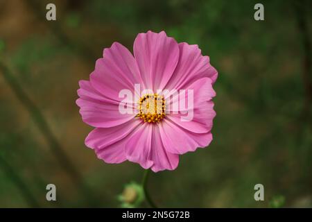 Rosa Kosmos Blumen blühen auf dem Feld. Stockfoto