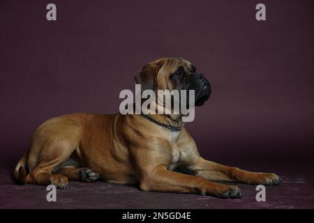 Bullmastiff-Hund vor einem roten Hintergrund im Studio. Stockfoto