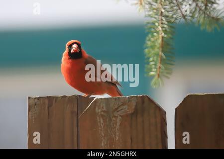 An einem Frühlingstag in Taylors Falls, Minnesota, USA, steht ein roter männlicher Kardinal auf einem Holzzaun, der einen Teil eines Sonnenblumenkerns im Mund hat. Stockfoto