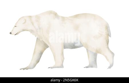 Abbildung: Polarweißer Bär in Aquarellfarben. Zeichnung von Big Ursus maritimus auf isoliertem Hintergrund für Ökologiesymbol oder -Logo. Skizze eines Säugetieres in Pastellfarben. Zeichnung der Nordfauna für die Zoologie. Stockfoto