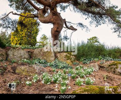 Klumpen von Schneeglöckchen (Galanthus nivalis) in Rock Garden, Royal Botanic Garden, Edinburgh, Schottland, Großbritannien Stockfoto