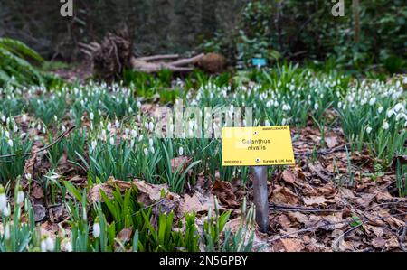 Schneeglöckchen (Galanthus nivalis) in Waldgebieten mit Pflanzenetikett, Royal Botanic Garden, Edinburgh, Schottland, Großbritannien Stockfoto