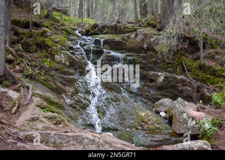 Kleine Wasserfälle an einem Bach im Schwedischen Wald. Hohe Küste Schwedens. Stockfoto