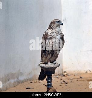 Saudi-Arabien Saker Falcon Stockfoto