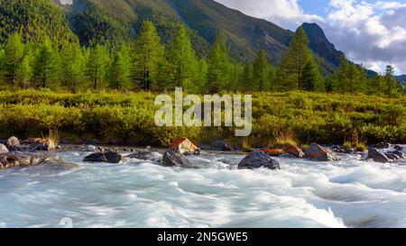 Ein schneller alpiner Fluss mit Rillen und Steinen in einem Bergtal inmitten von Fichten in einem Wald im Altai in Sibirien. Stockfoto