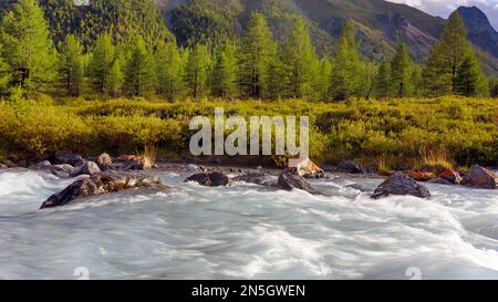 Ein schneller alpiner Fluss mit Rillen und Steinen in einem Bergtal inmitten von Bäumen und Wäldern in Altai, Sibirien. Stockfoto