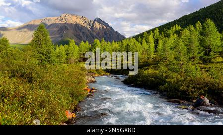 Ein schneller alpiner Fluss mit Rillen und Steinen in einem Bergtal inmitten des Waldes im Altai in Sibirien bei Sonnenuntergang. Stockfoto