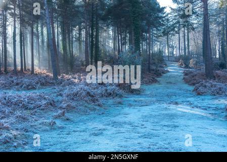 New Forest im Frost und Nebel, Februar 2023 Stockfoto