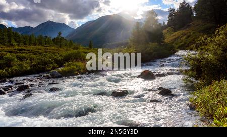 Ein schneller alpiner Fluss mit Rillen und Steinen in einem Bergtal inmitten der Wälder im Altai in Sibirien. Stockfoto