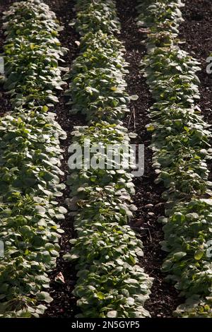 Im Winter winterliches Portulak, das im Gemüsegarten in wisley surrey england wächst