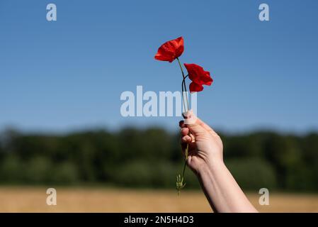 Eine weibliche Hand hält zwei rote Mohnblumen am Himmel Stockfoto