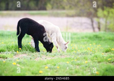 Schwarzes Lamm und weißes Lamm grasen auf Löwenwiebelwiesen. Stockfoto