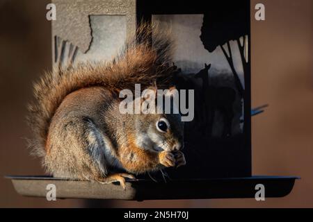 Rotes Eichhörnchen in Taylors Falls, Minnesota, USA. Stockfoto