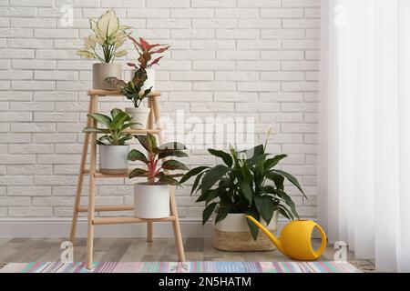 Exotische Zimmerpflanzen mit wunderschönen Blättern und dekorative Leiter nahe der weißen Backsteinwand im Zimmer Stockfoto