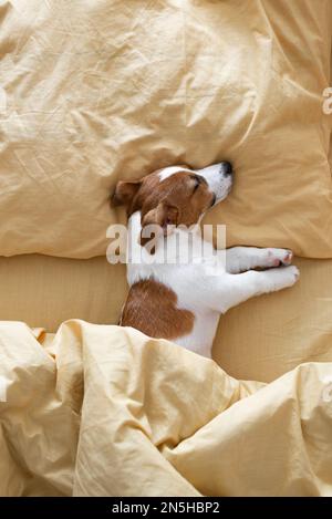 Der süße Jack Russell Terrier Hund schläft in einem gelben Bett Stockfoto