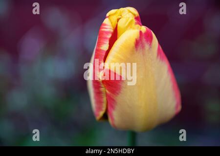 Wunderschöne gelbe und rote Tulpe in einem Frühlingsgarten in St. Croix Falls, Wisconsin, USA. Stockfoto