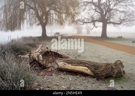 Alte verrottete, weinende Weide, die an einem kalten nebeligen Morgen im Februar neben einem Teich verrottet Stockfoto