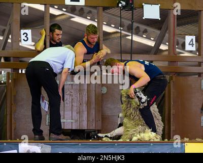Männlicher Walzenlader (Wettbewerber), der von den Gegnern beobachtet wird, nimmt am Speed Sheep Sheearing-Wettbewerb in Shed - Great Yorkshire Show, Harrogate, England, Großbritannien Teil. Stockfoto